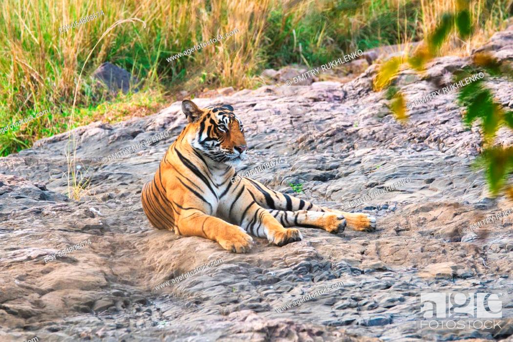 Beautiful Royal Bengal Tiger resting in jungle. This is Panthera tigris  population native to the..., Stock Photo, Picture And Low Budget Royalty  Free Image. Pic. ESY-054808674 | agefotostock