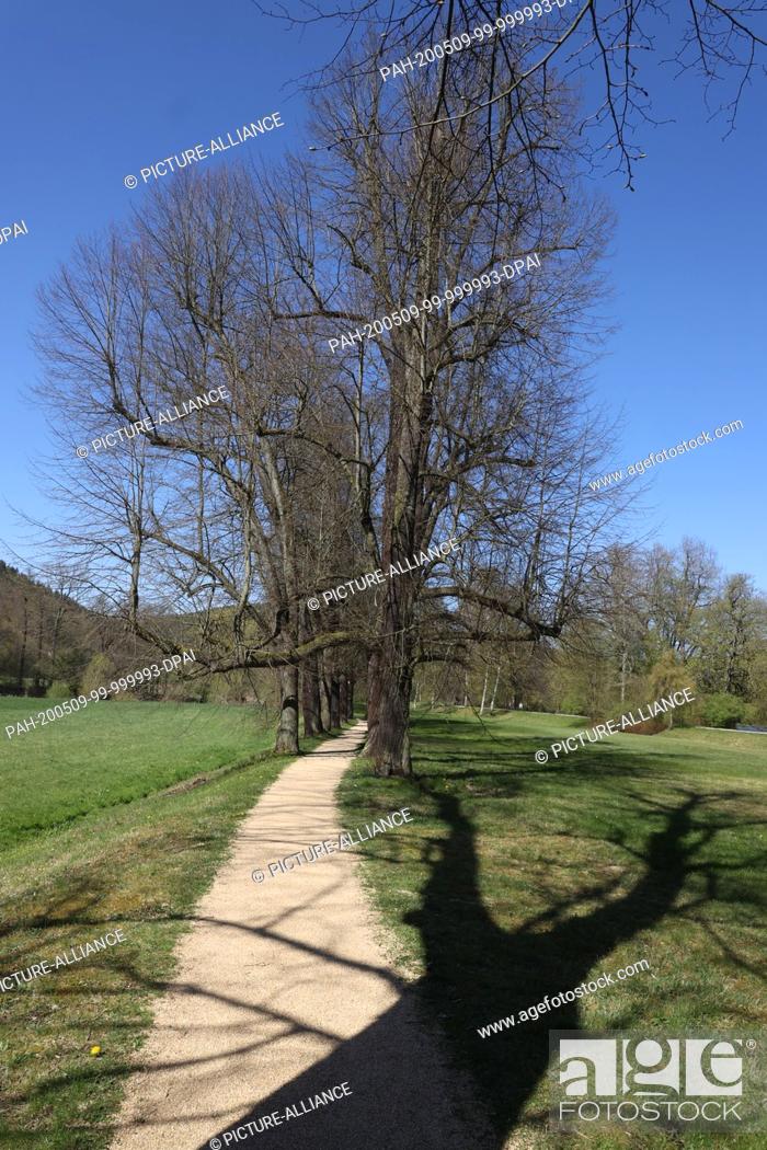 Stock Photo: 20 April 2020, Thuringia, Greiz: Winter lime trees, planted about 1800, are in the city park. April 25th is the international day of the tree.