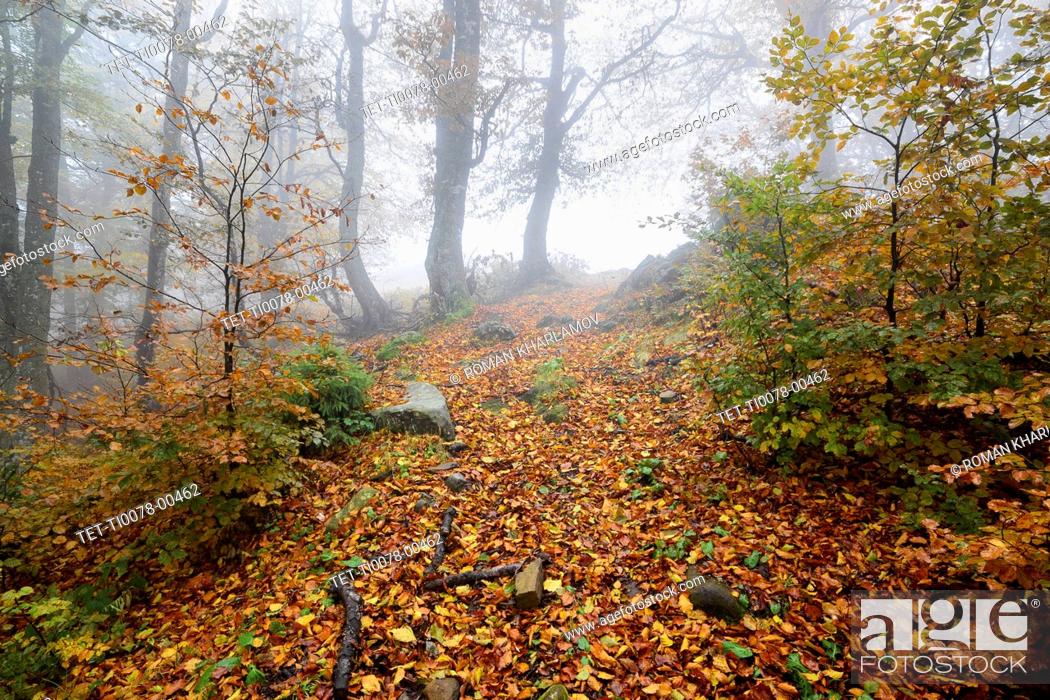 Imagen: Ukraine, Zakarpattia region, Carpathians, Borzhava, Hillside mountain Munchel, Path leading across autumn woods in morning fog.