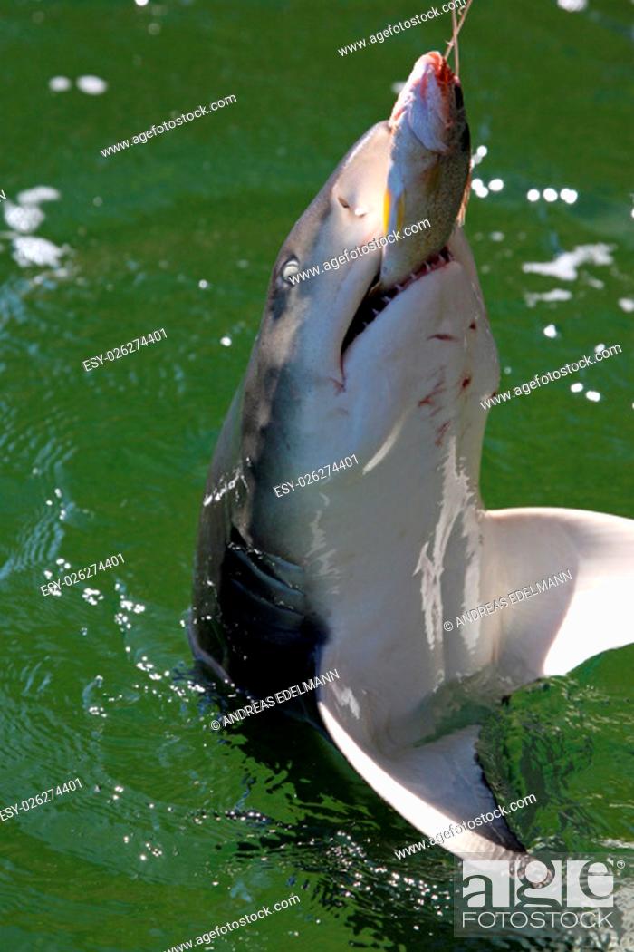 Stock Photo: a shark captures its prey.