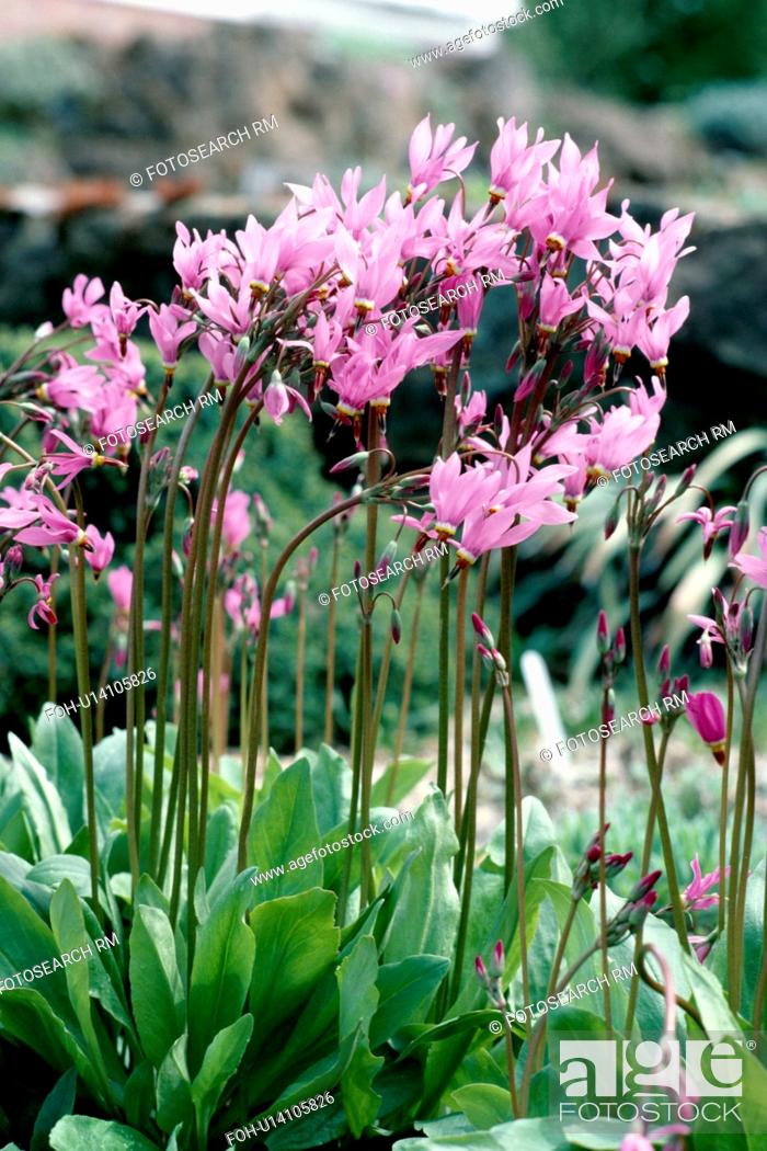 Stock Photo: Close-up of clump of pink dodecatheon.