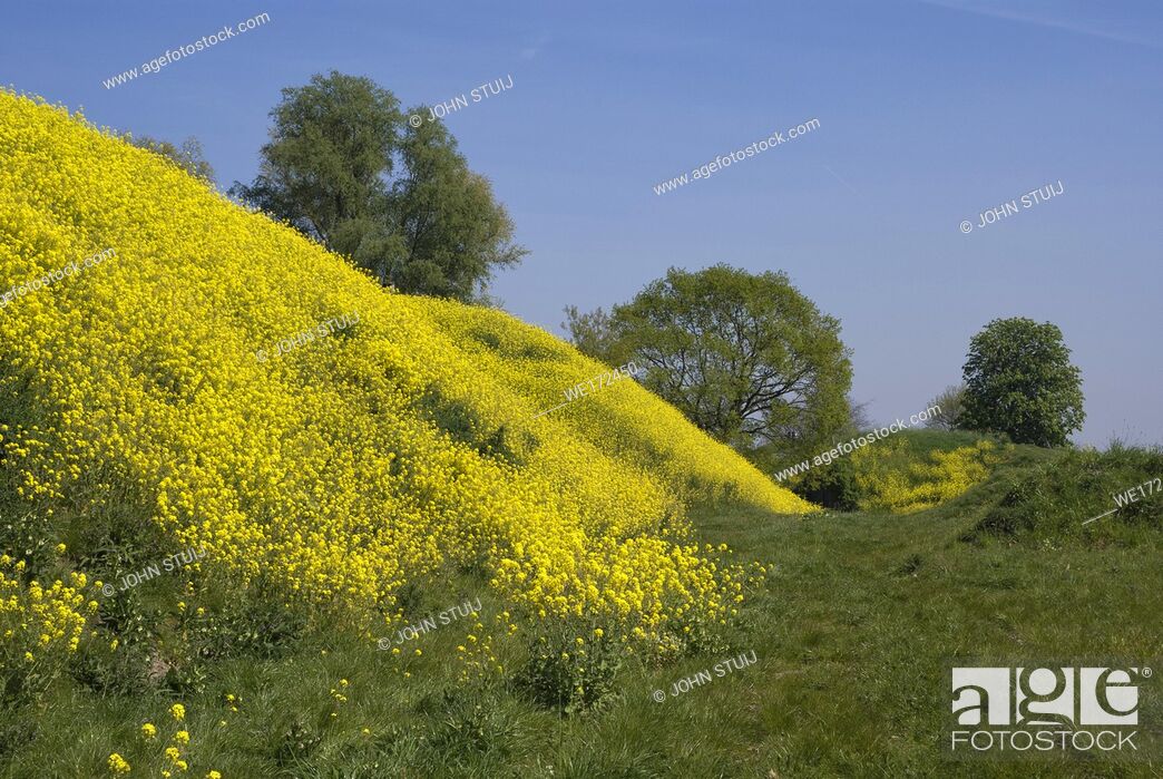Stock Photo: A with rapeseed overgrown hill on the Altena fortress near the Dutch village Werkendam.