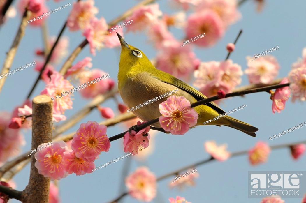 Stock Photo: Japanese White-eye (Zosterops japonica) in a Japanese Apricot or Ume (Prunus mume), Kyoto, Japan, East Asia, Asia.