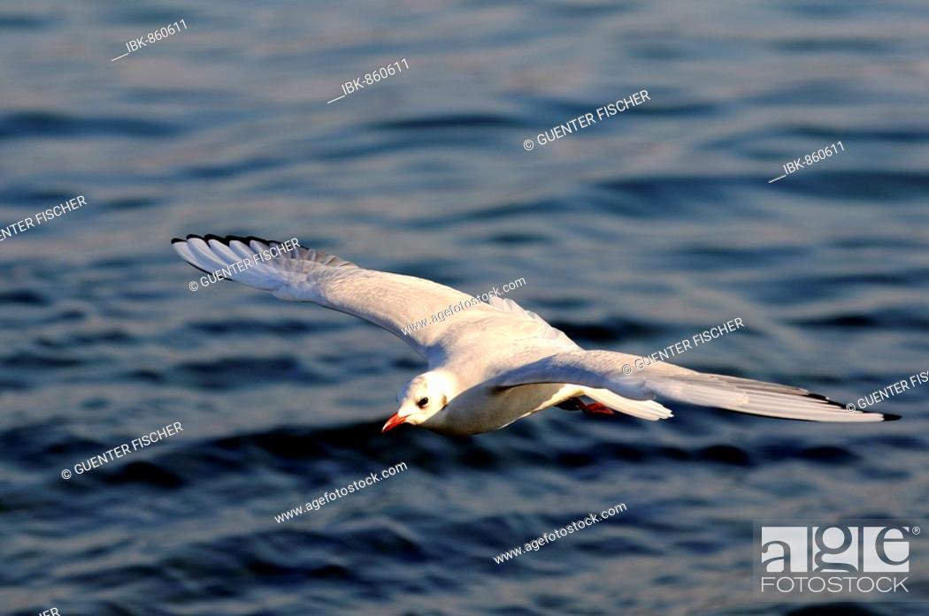 Stock Photo: Silver Gull or Seagull in flight (Larus novaehollandiae).