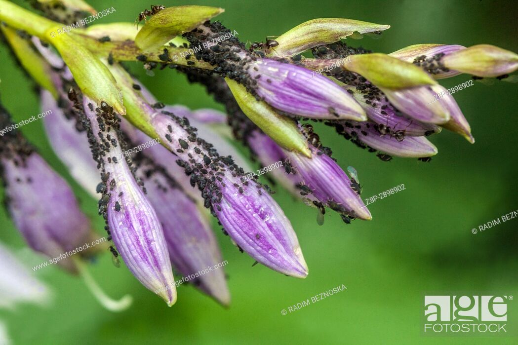 Stock Photo: Aphids on Hosta flowers.
