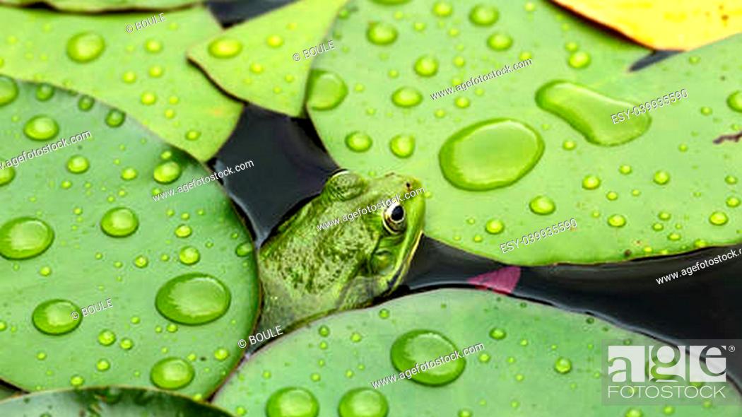 Photo de stock: Frog on lily pad a macro background.