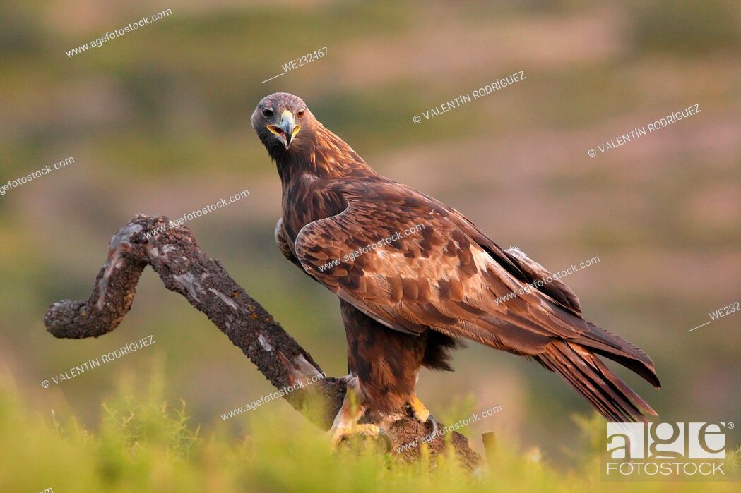 Stock Photo: Golden eagle (Aquila chrysaetos) in the Sierra Calderona. Valencia.