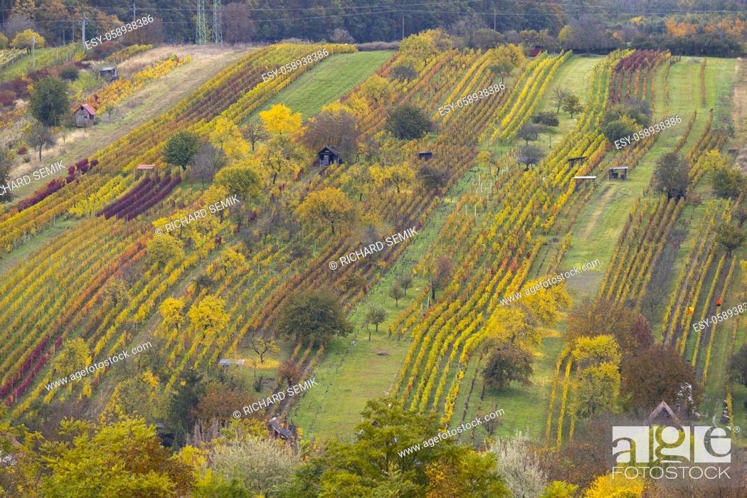 Stock Photo: Autumn vineyard near Mutenice, Southern Moravia, Czech Republic.