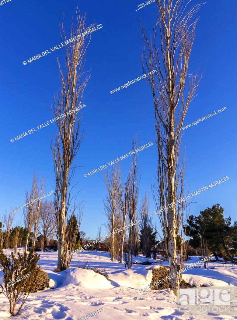 Stock Photo: Poplars, snow and pine trees in a sunny day. Pinto. Madrid. Spain. Europe.
