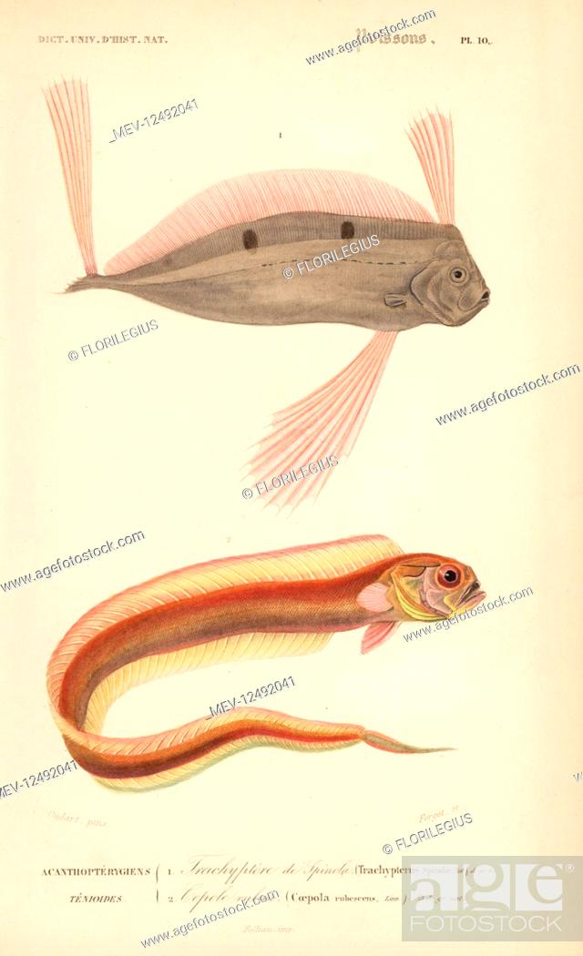 Stock Photo: Ribbonfish, Trachipterus trachypterus 1, and red bandfish, Cepola macrophthalma 2. Handcolored engraving by Forget after an illustration by Oudart from Charles.