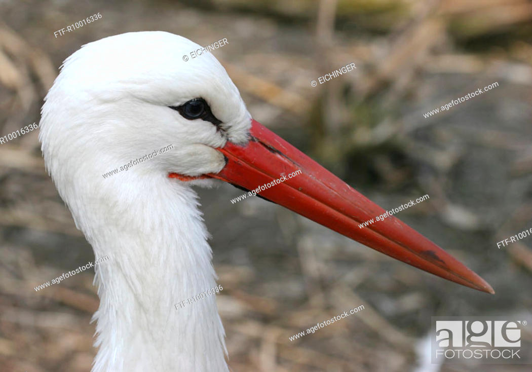 Side view of a white bird, animal with sharp pointed red beak, Stock Photo,  Picture And Royalty Free Image. Pic. FTF-R10016336 | agefotostock
