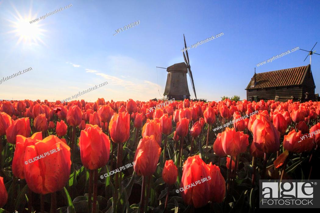 Stock Photo: Red tulips in foreground and blue sky frame the windmill in spring Berkmeer Koggenland North Holland Netherlands Europe.