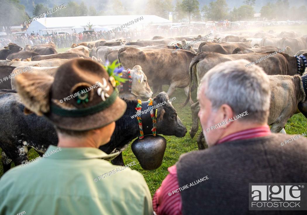 Stock Photo: 11 September 2019, Bavaria, Bad Hindelang: Cows crowd in front of spectators in traditional clothes. At the cattle shelter in Bad Hindelang.