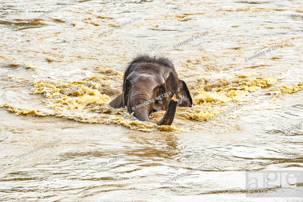 Stock Photo: Elephant swimming in the river at the Elephant Nature Park, a sanctuary and rescue centre for elephants in Mae Taeng District, Chiang Mai Province.