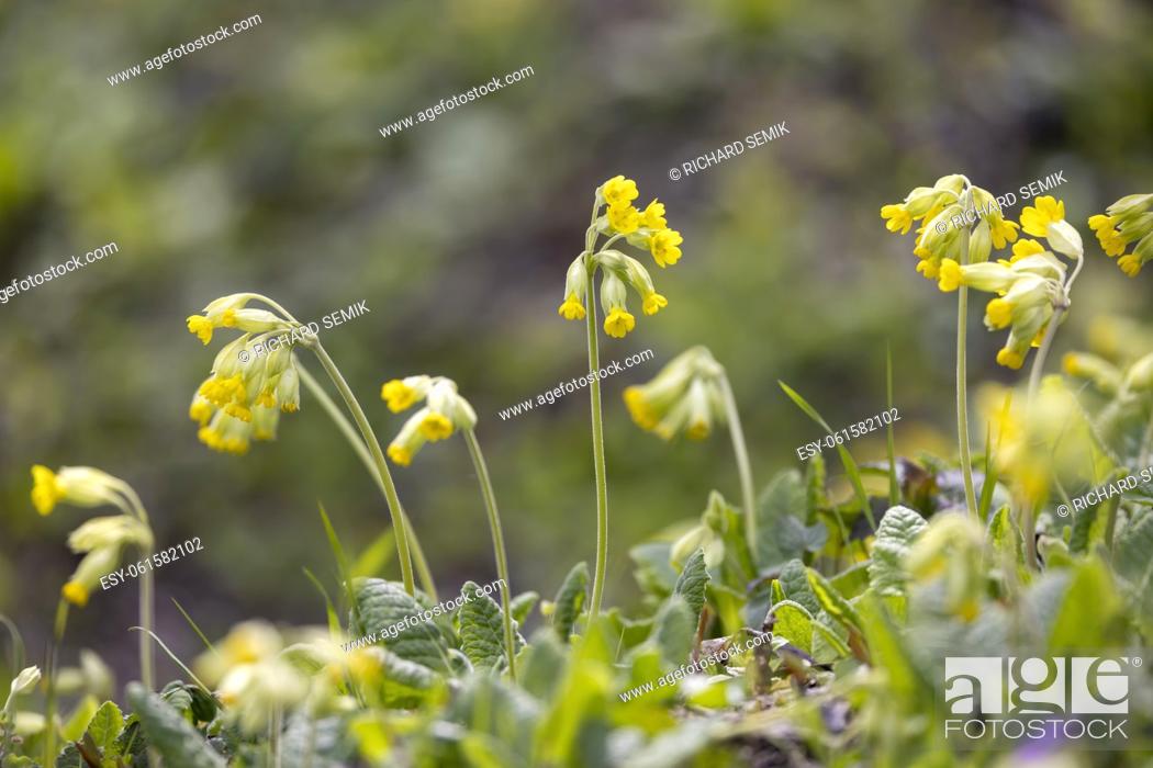 Imagen: wild spring primrose, Northern Bohemia, Czech Republic.