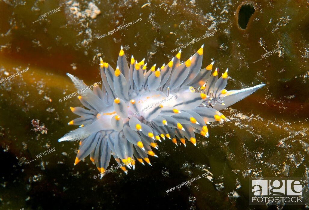 Stock Photo: Nudibranch or Sea Slug (Janolus fuscus ) Sea of Japan, Rudnaya Pristan, Far East, Primorsky Krai, Russia.