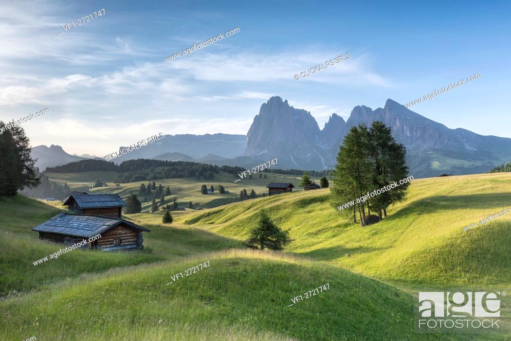 Stock Photo: Alpe di Siusi/Seiser Alm, Dolomites, South Tyrol, Italy. Summer landscape on the Alpe di Siusi/Seiser Alm with the peaks of Sassolungo / Langkofel and.
