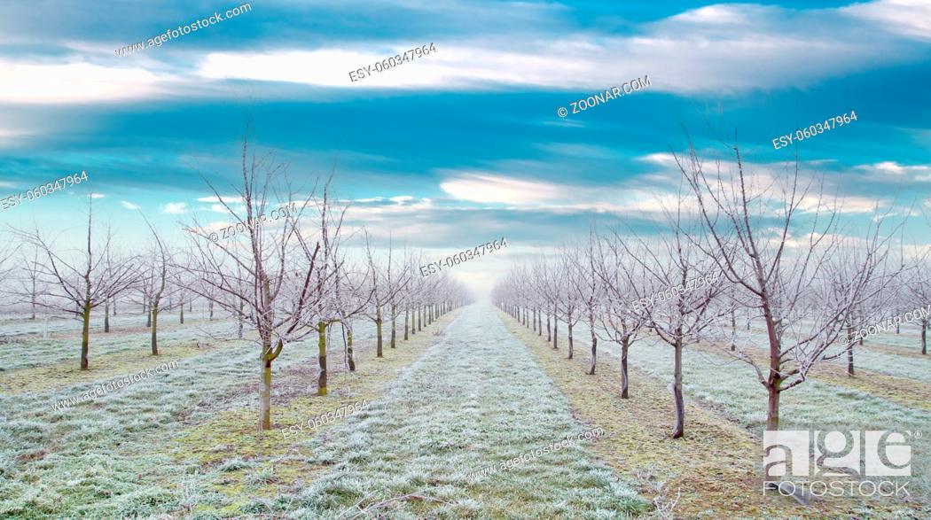 Stock Photo: Plantation of fruit trees with beautiful sky background. plum trees after a freezing rain storm in winter and on one day with a fog.