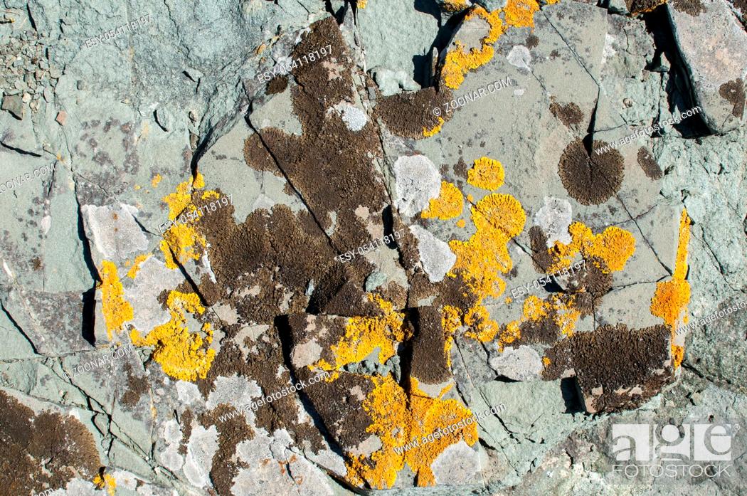 Photo de stock: Surface of sea rock covered with colorlful yellow lichens closeup as natural background.