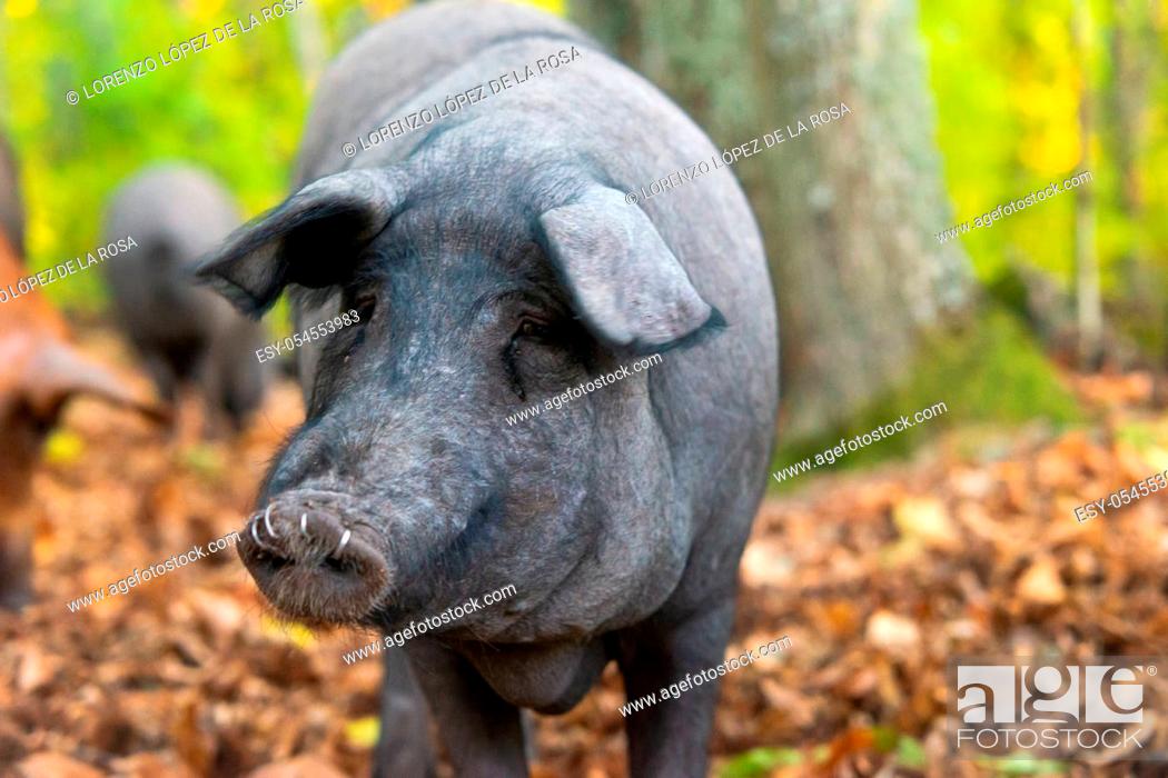 Photo de stock: Close up portrait of iberican pig.