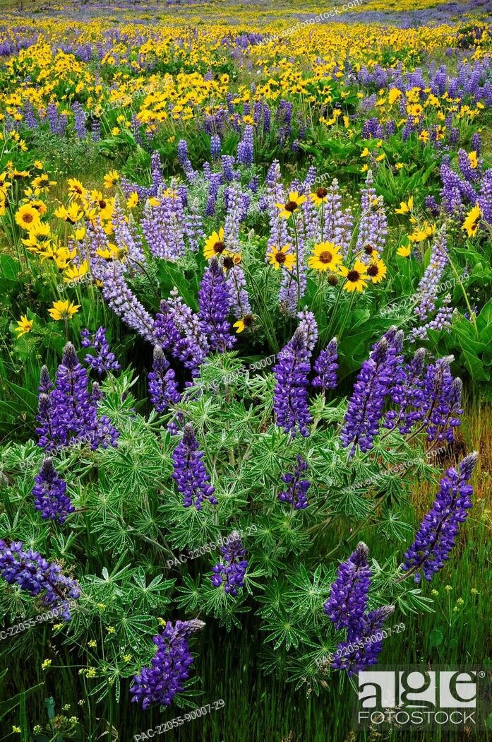 Stock Photo: Washington, Columbia River Gorge National Scenic Area, Dalles Mountain Road, Field of Lupine and Balsamroot.
