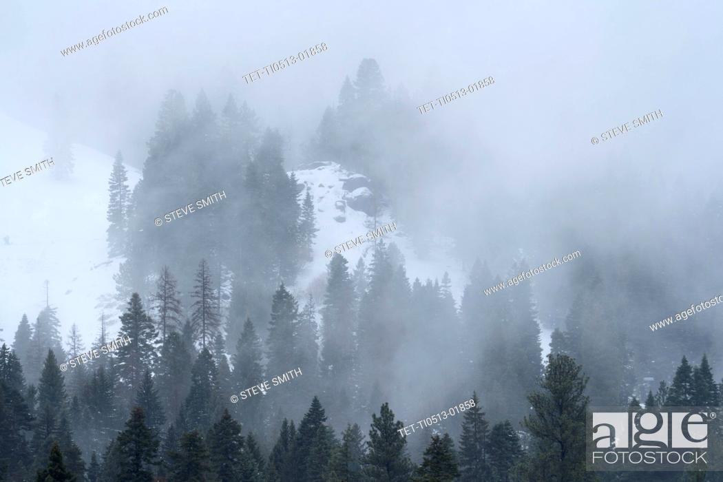 Stock Photo: United States, Idaho, Cascade, Clouds and fog over forest in mountains in winter.