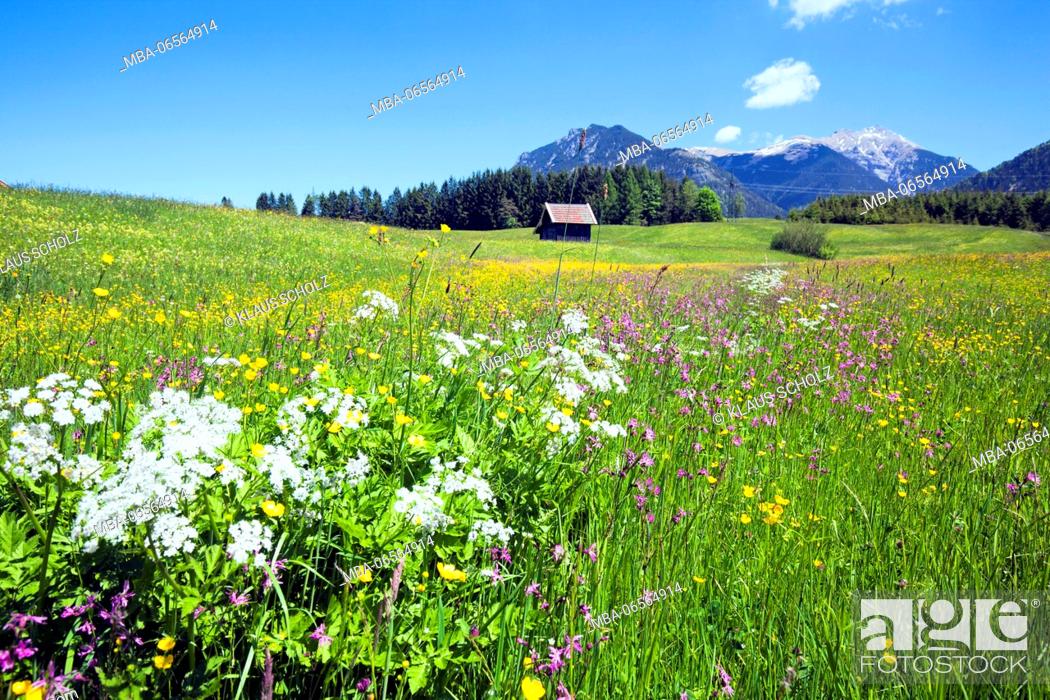 Stock Photo: blossoming mountain pasture.