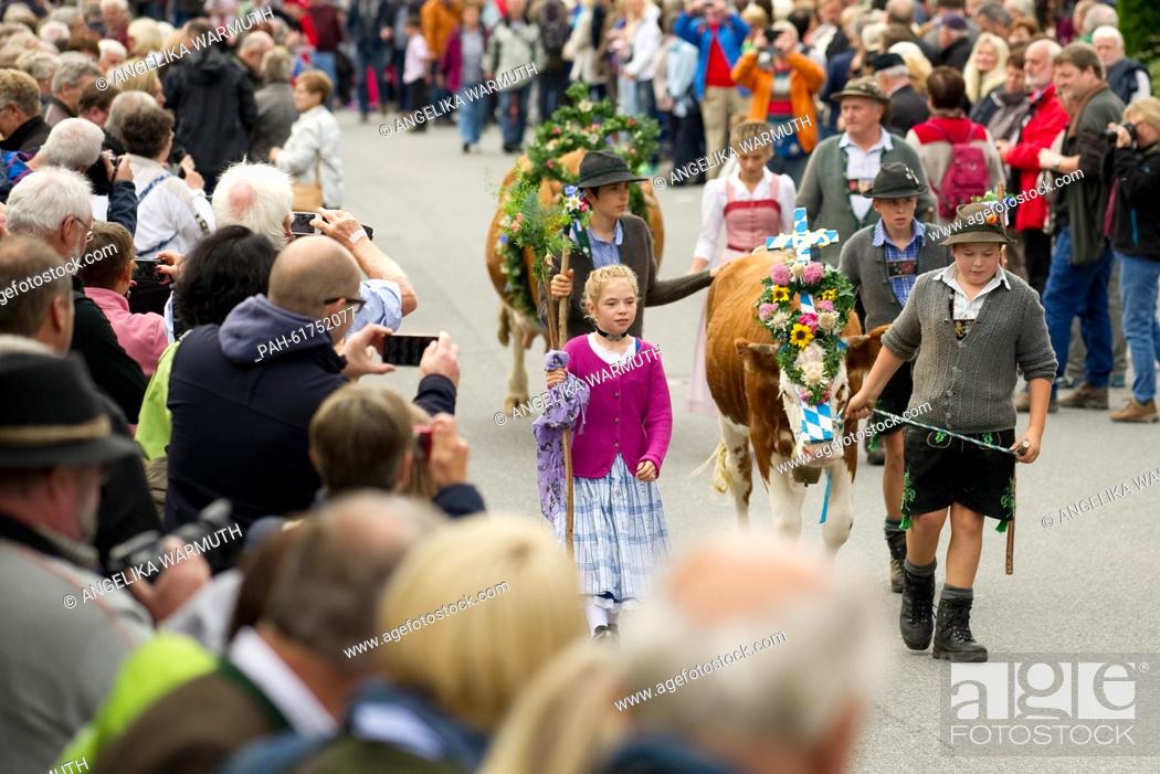 Stock Photo: Children walk along with decorated cattle during the traditional driving down of cattle from the mountain pastures in Kruen, Germany, 19 September 2015.