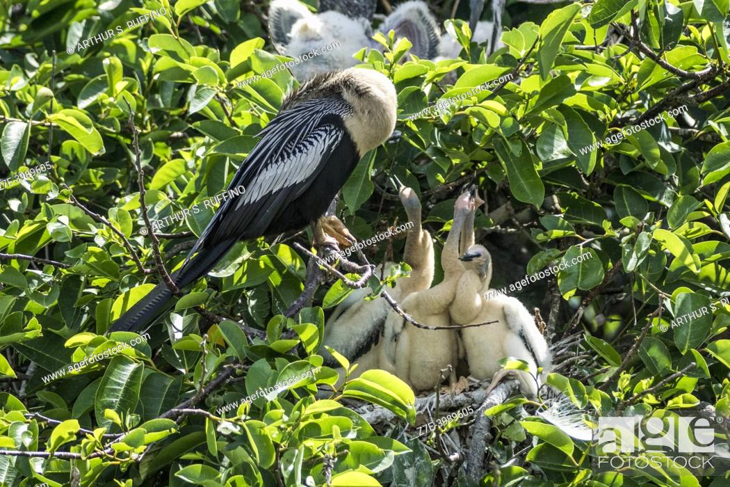 Photo de stock: Anhinga (Anhinga anhinga) in nest with chicks. Wakodahatchee Wetlands, Delray Beach, Florida, United States of America.