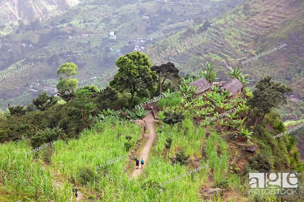 Stock Photo: Tourists walking through sugar cane plantation on mountain slope in the Ribeira Grande Valley on the island Santo Antão, Cape Verde / Cabo Verde, Western Africa.
