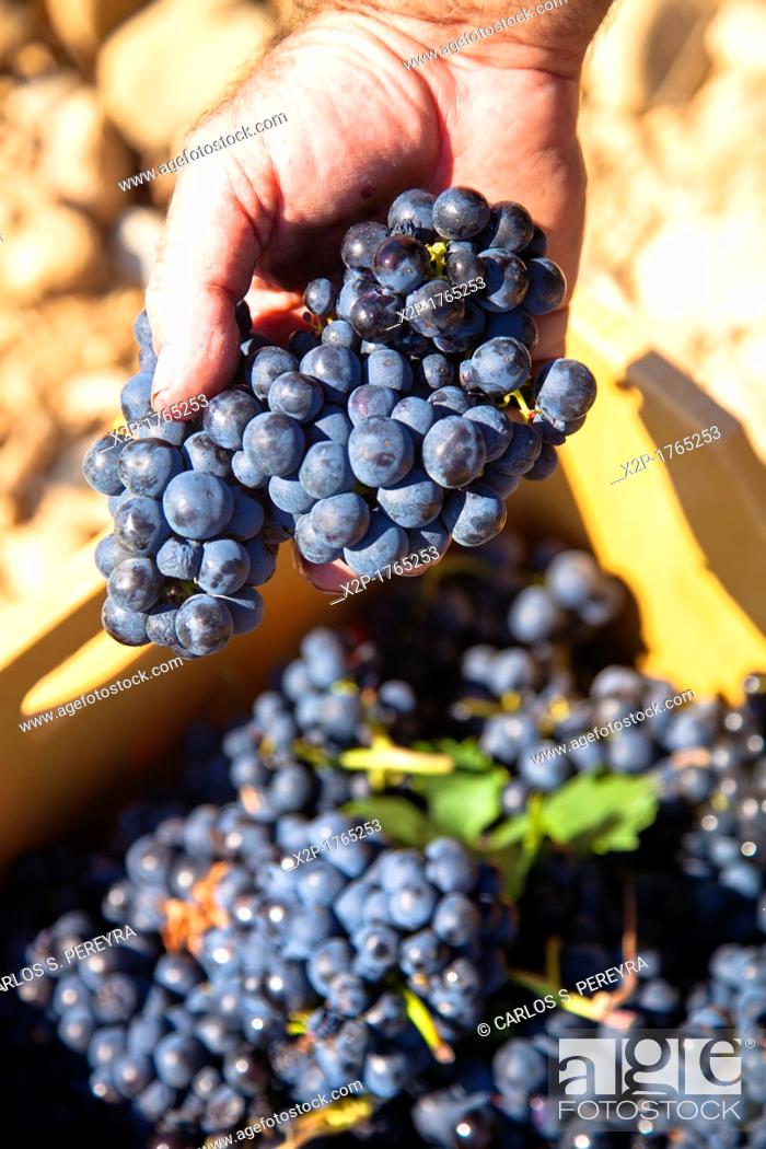 Stock Photo: Harvest season in Briones, La Rioja, Spain.