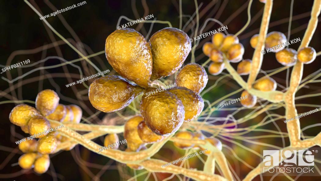 Stock Photo: Fungus Sporothrix schenckii, causative agent of the infection sporotrichosis, computer illustration. Fungal threads of the vegetative mycelium are seen.