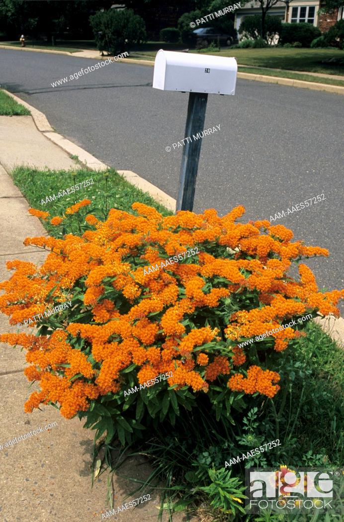 Stock Photo: Private Mailbox on Sidewalk with Butterfly-Weed (Asclepias tuberosa), NJ New Jersey.