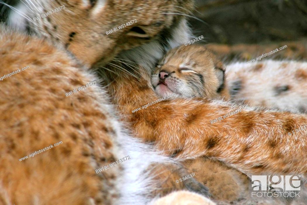 Stock Photo: Eurasian lynx Lynx lynx, newborn kittens seeking comfort in mother's lap, Germany.