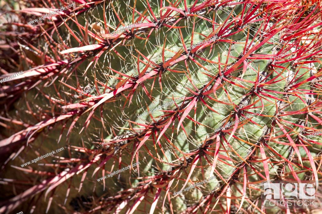 Stock Photo: The Biznaga Cactus Detail.
