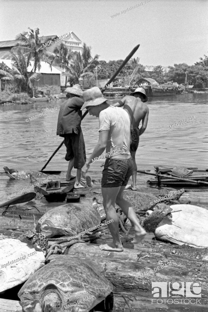 Stock Photo: Fishermen drawing on the ground the turtles they just fished. Singapore, 1962.