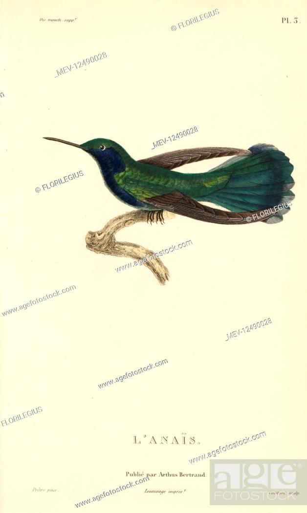 Stock Photo: Green violetear, Colibri thalassinus (Ornismya anais). Handcolored steel engraving by Coutant after an illustration by Jean-Gabriel Pretre from Rene Primevere.