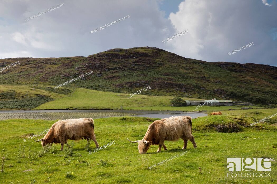 Stock Photo: two cows grazing in a field, ardnamurchan argyl scotland.