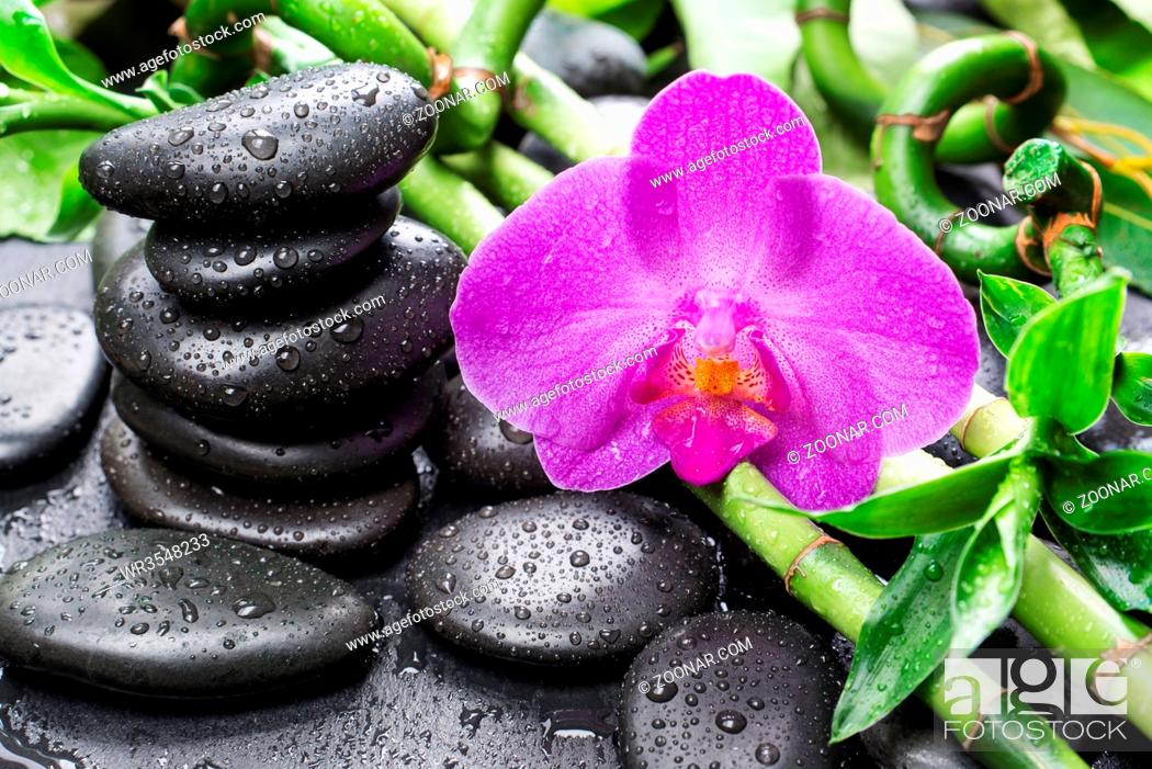 Stock Photo: Spa concept with black basalt massage stones, pink orchid flower and lush green foliage covered with water drops on a black background.