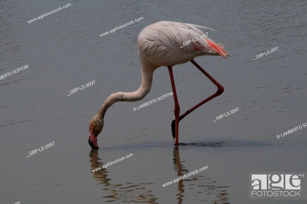 Photo de stock: Bird, flamingo, Lake, Étang de Vaccarès, 2017, Saint Marie de la Mer, Camargue, France.
