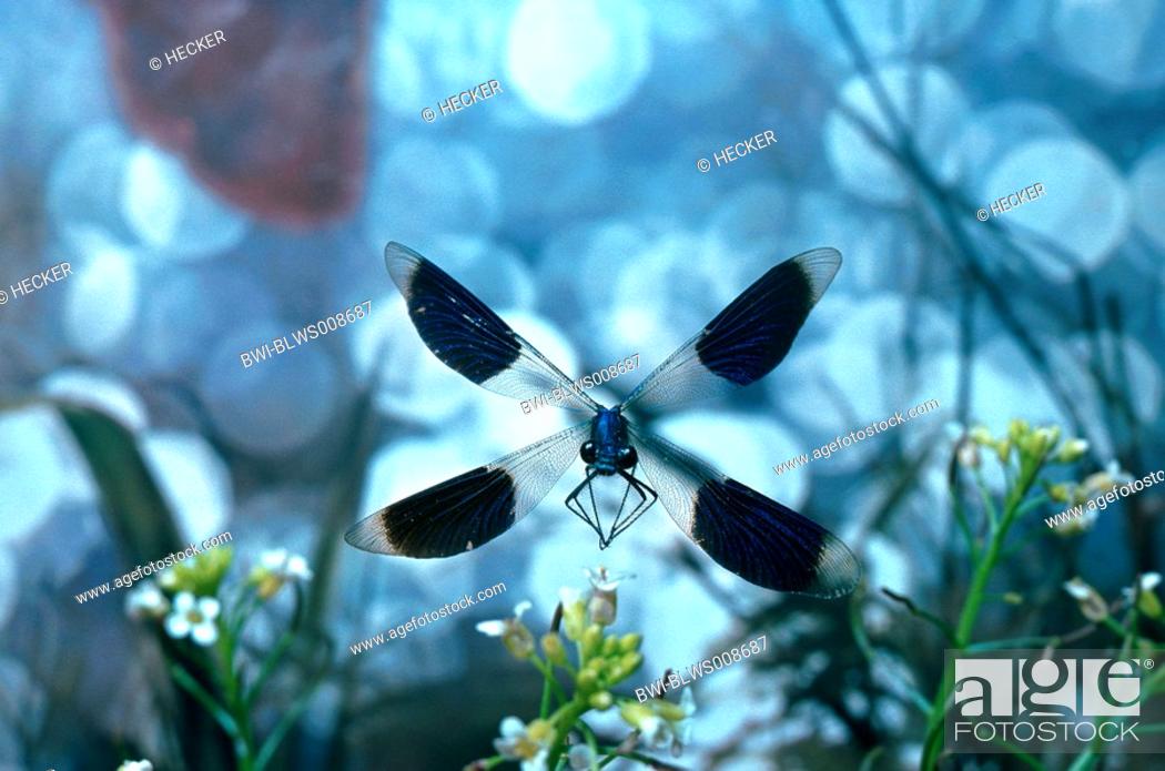 Stock Photo: banded blackwings, banded agrion, banded demoiselle Calopteryx splendens, Agrion splendens, flying male.