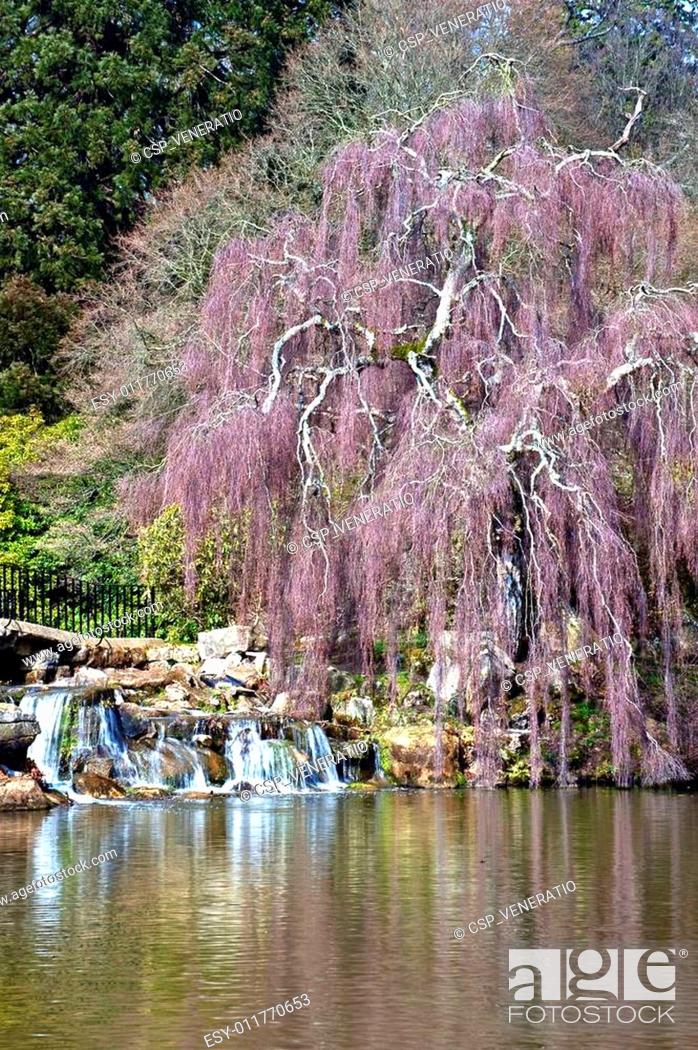 Stock Photo: Lovely natural ornamental gardens in Spring with lake and waterfall.
