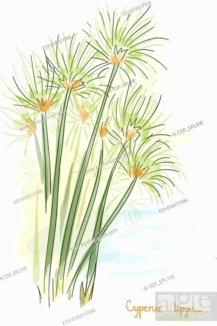 Stock Vector: Papyrus plant. (Cyperus Papyrus).