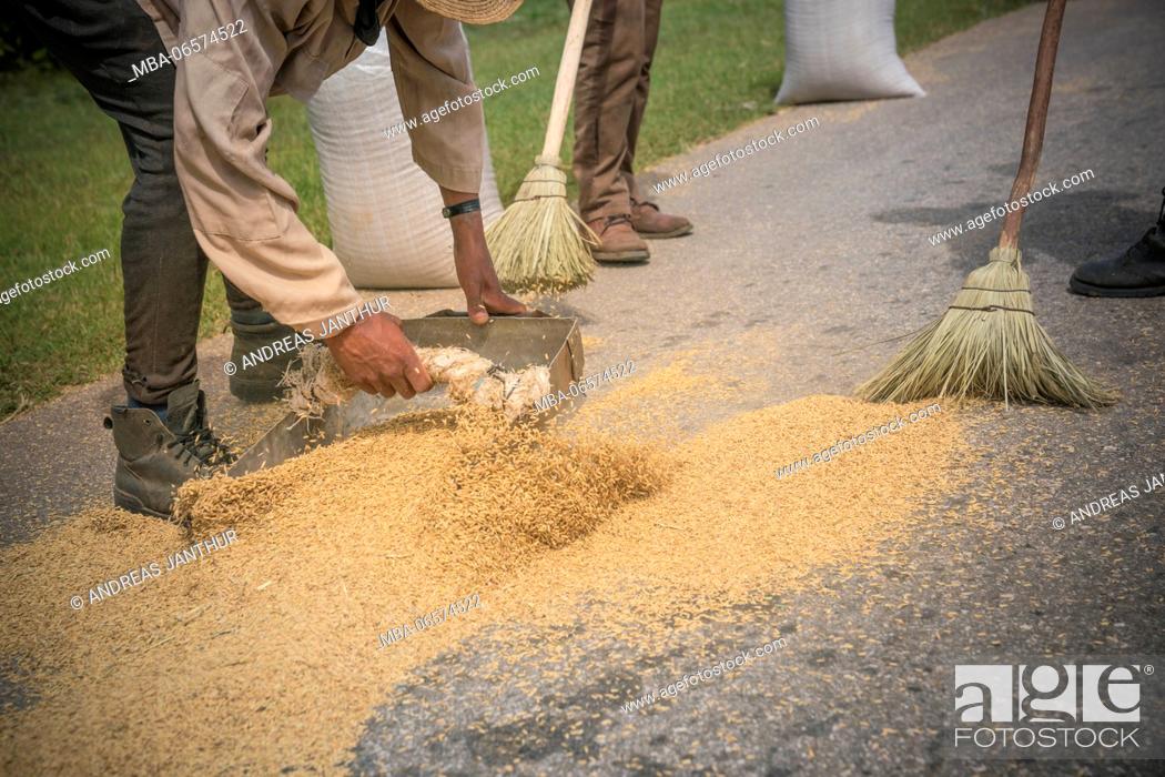 Stock Photo: Workers sweeping rice laid out on the street to dry,.