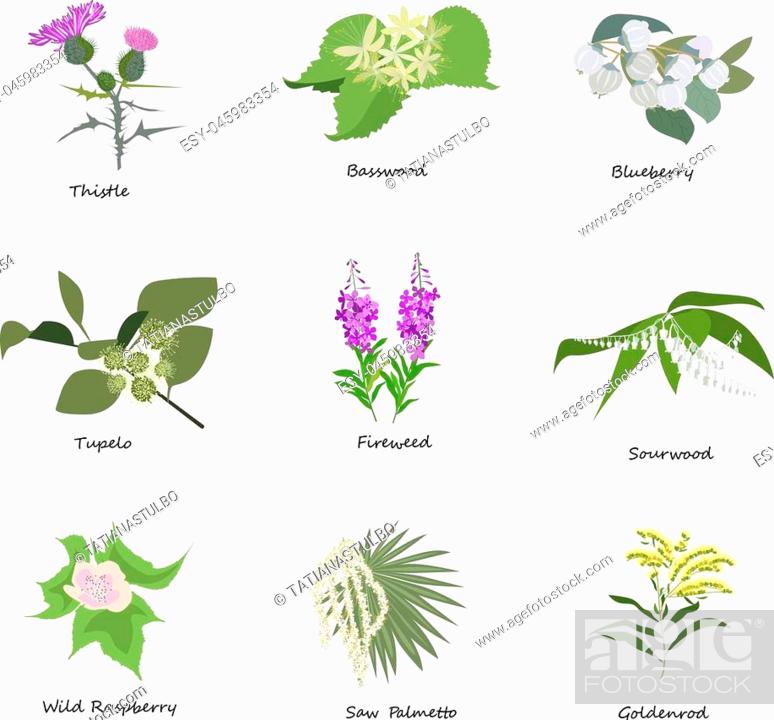 Herbs Sketch Set Stock Illustration - Download Image Now - Herbal Medicine,  Herb, Illustration - iStock