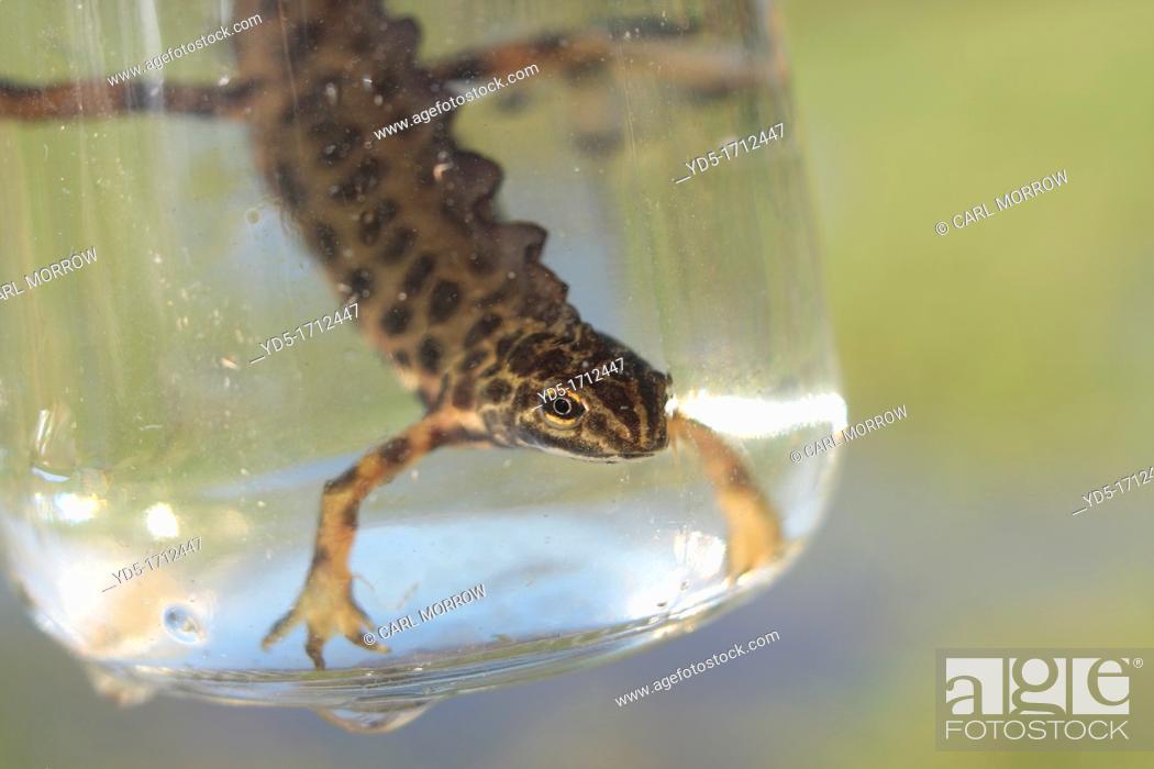 Stock Photo: Smooth Newt male.