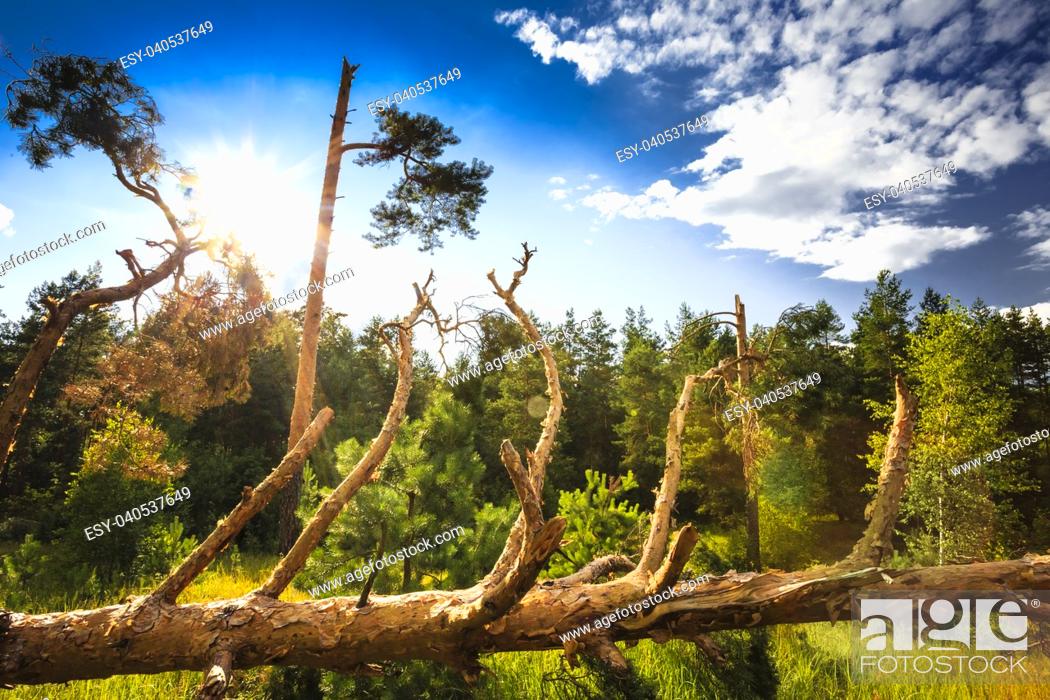Stock Photo: Windfall In Forest. Storm Damage. Fallen Trees In Coniferous Forest After Strong Hurricane Wind In Russia.