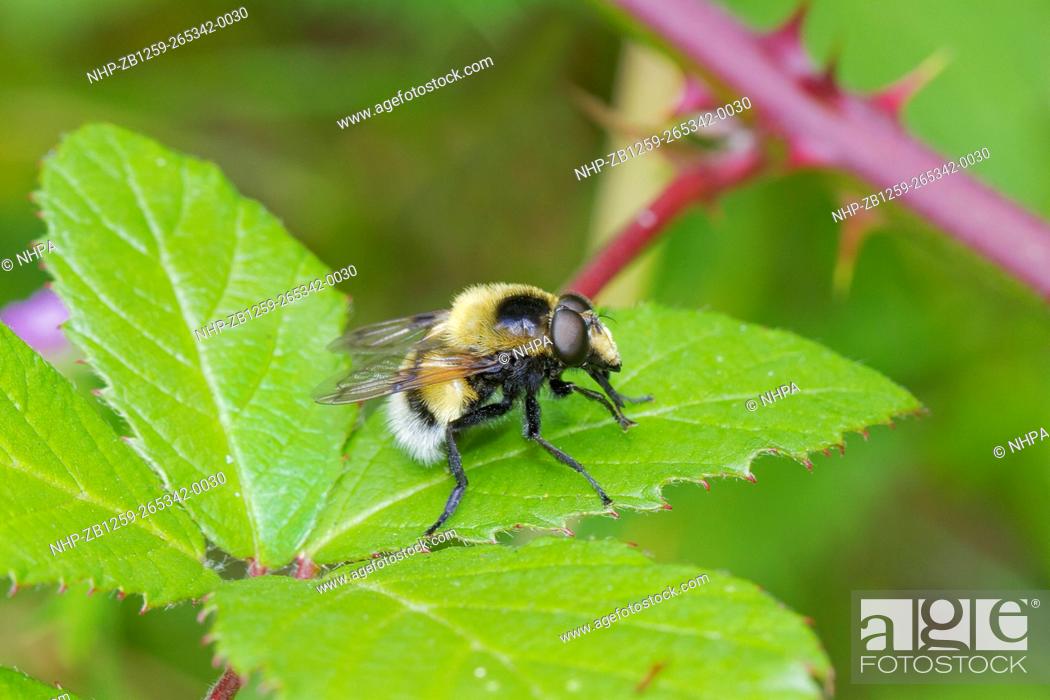 Stock Photo: Hoverfly (Volucella bombylans) White-tailed Bumblebee mimic Brockley cemetery, Lewisham June 2014.