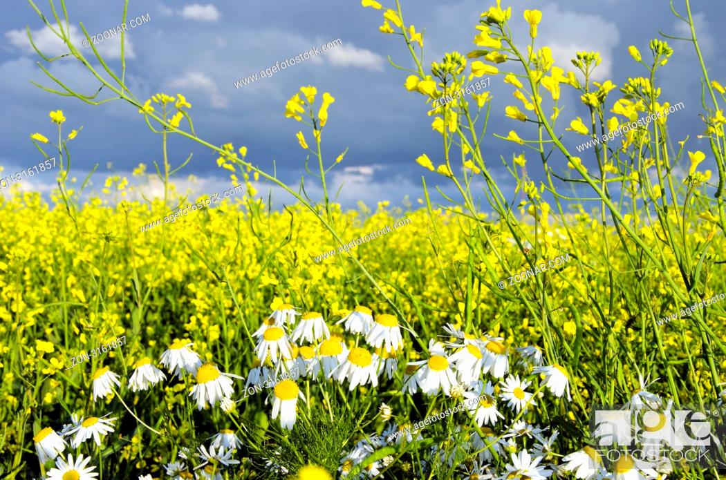 Stock Photo: Rape field and chamomile marguerite closeup. Yellow white colors play.
