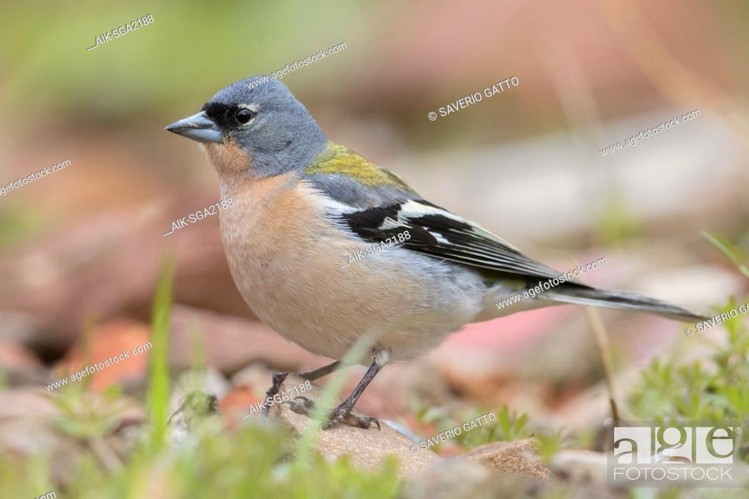 Stock Photo: Common Chaffinch (Fringilla coelebs africana), side view of an adult male standing on the ground.